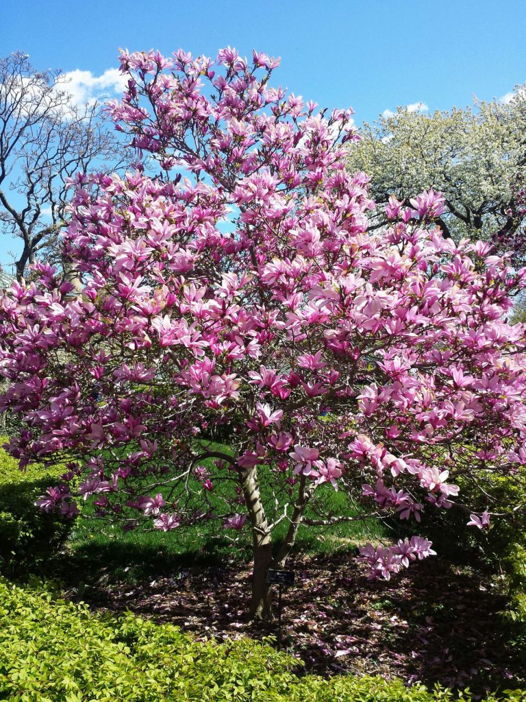 magnolii 