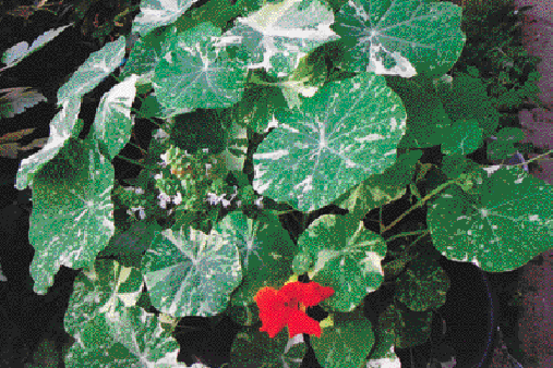 tropaeolum