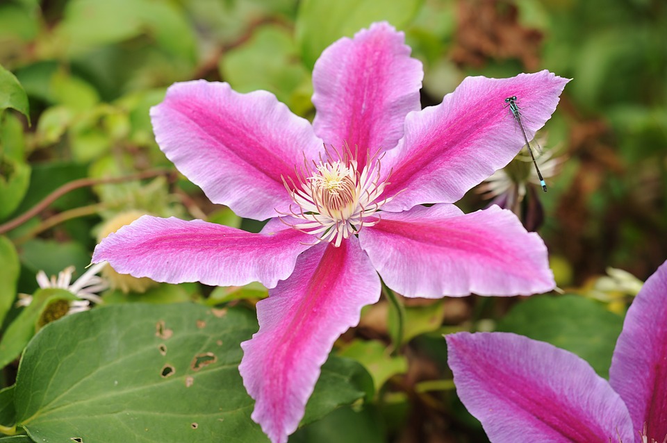 clematita