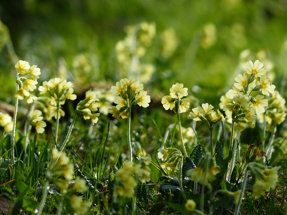 primula