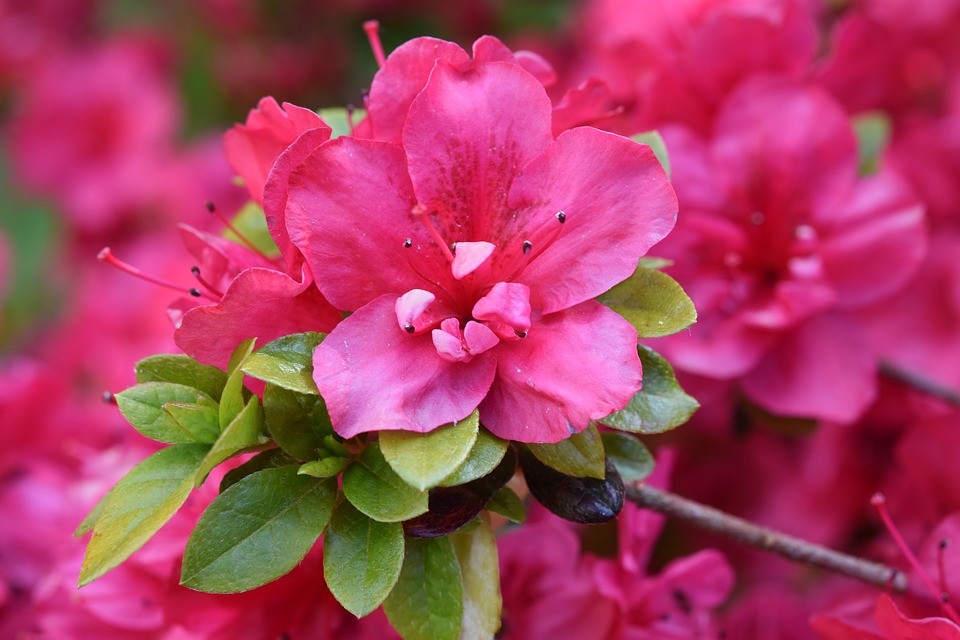 floare roz