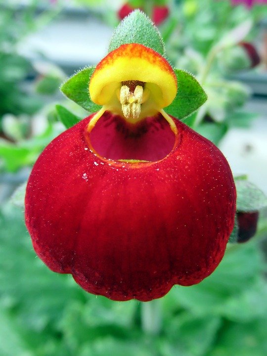 papucel