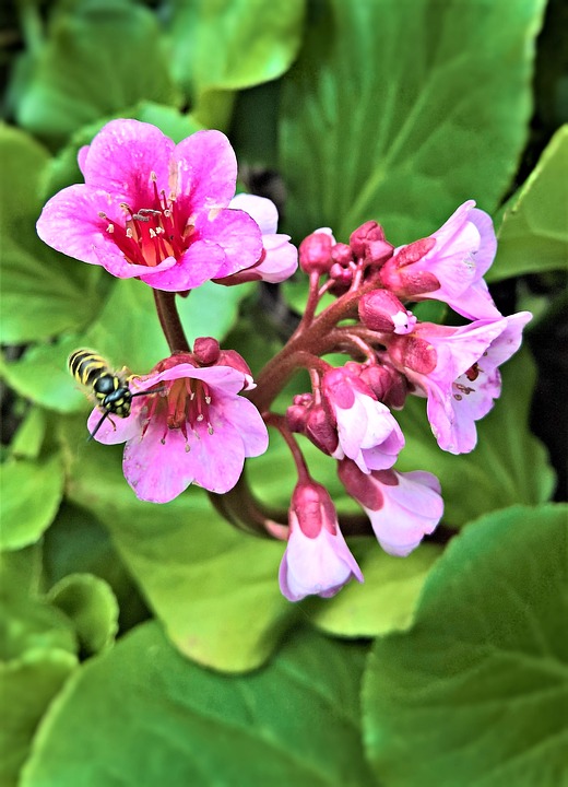 floare de primăvară