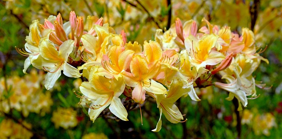 floare galbenă