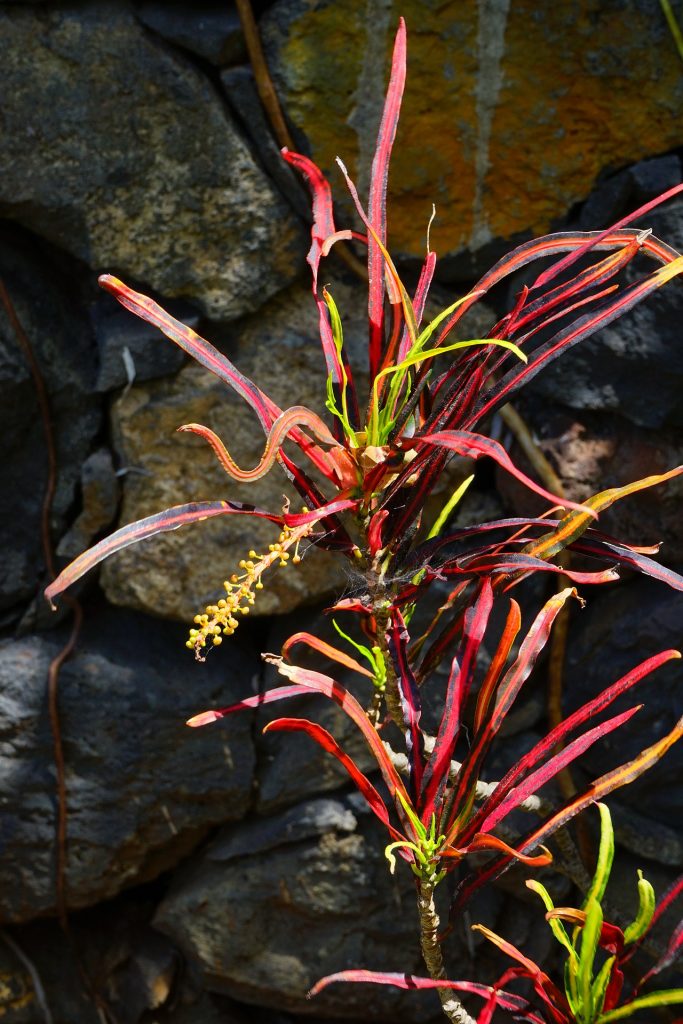 croton