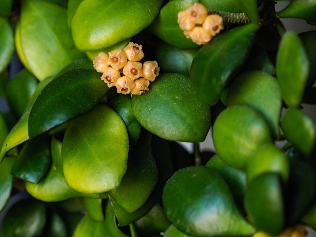 Hoya