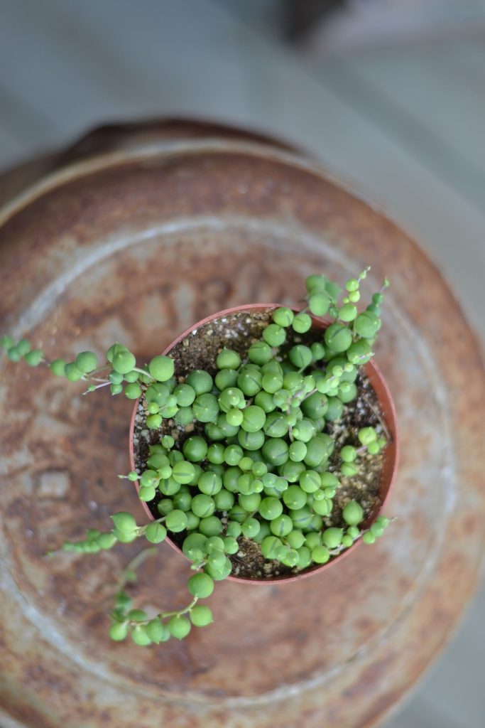 Planta mazăre sau senecio, una dintre cele mai frumoase suculente de interior