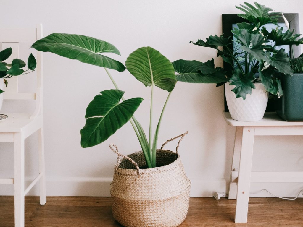 ingrijirea plantelor de interior primavara