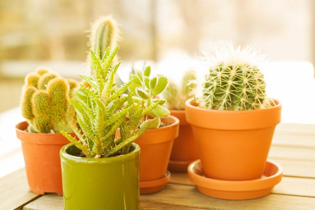 ingrijirea plantelor de interior primavara