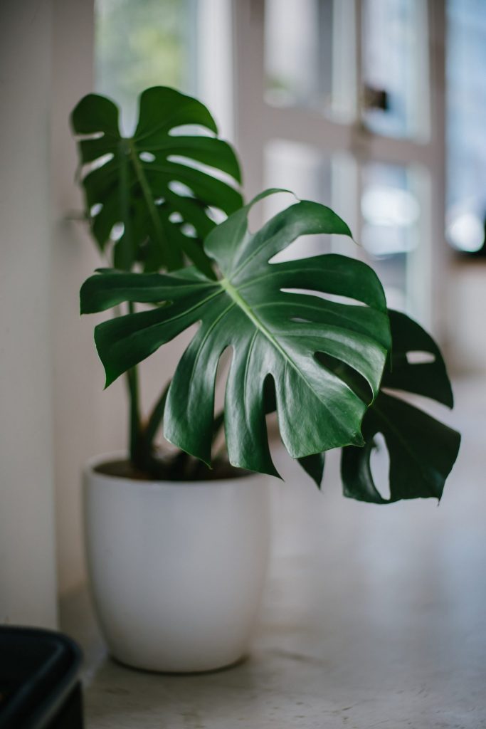 ingrijirea plantelor de interior primavara