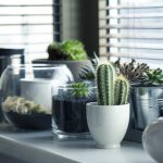 plantele de interior