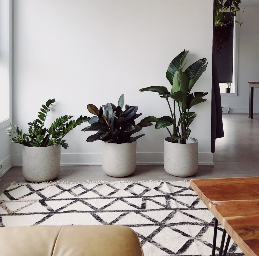 vase albe pentru plante cu frunze, in amenajarea scandinava
