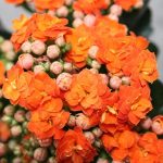 Kalanchoe