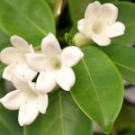 iasomia de madagascar