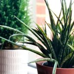 Aloe Vera. Totul despre ingrijirea plantei